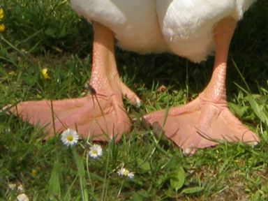 Gans